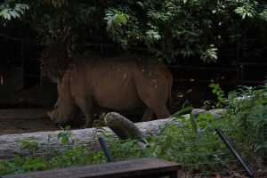 WHITE-RHINOCEROS (1)